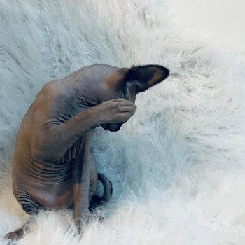 chaton Sphynx black Sirius Black Chatterie de l'amore di sphynx