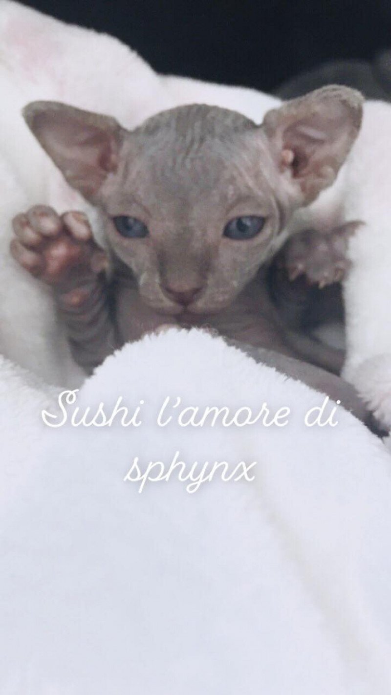 Sushi l'amore di sphynx Femelle Sphynx