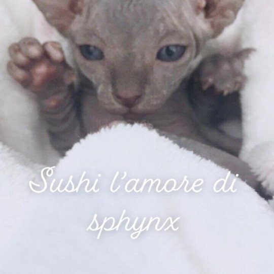 Sushi l'amore di sphynx Femelle Sphynx