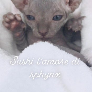 chaton Sphynx blue Sushi Chatterie de l'amore di sphynx