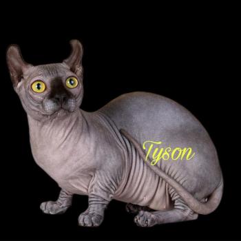 Tyson Mâle Sphynx