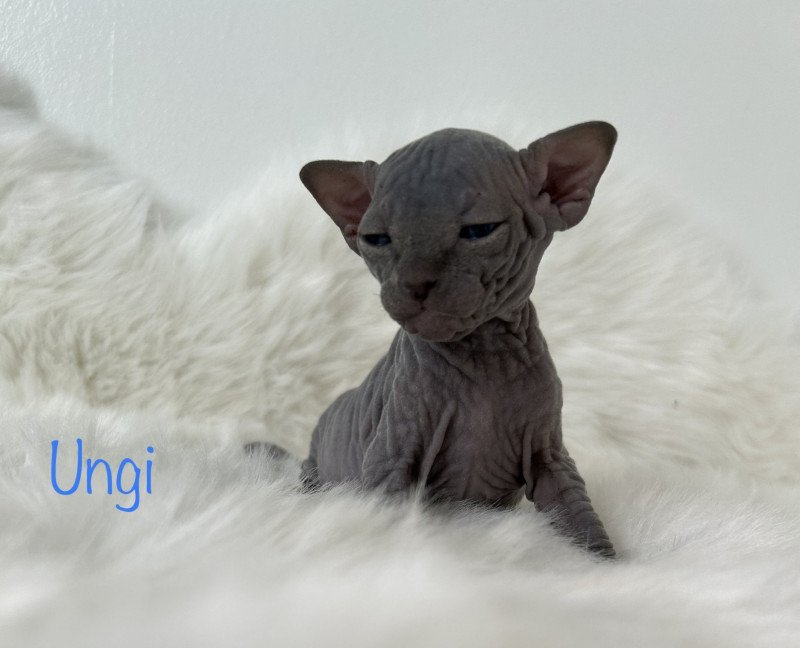 Ungi L'amore di sphynx Mâle Sphynx