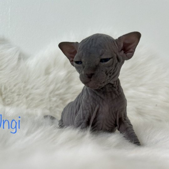 Ungi L'amore di sphynx Mâle Sphynx