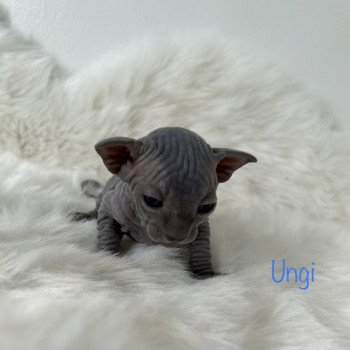 chaton Sphynx blue Ungi Chatterie de l'amore di sphynx