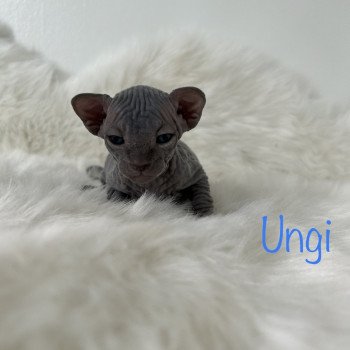 chaton Sphynx blue Ungi Chatterie de l'amore di sphynx