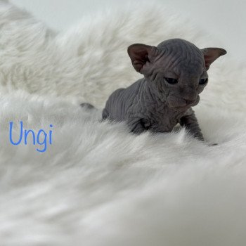 chaton Sphynx blue Ungi Chatterie de l'amore di sphynx