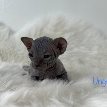 chaton Sphynx blue Ungi Chatterie de l'amore di sphynx