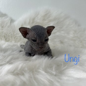 chaton Sphynx blue Ungi Chatterie de l'amore di sphynx