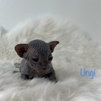 chaton Sphynx blue Ungi Chatterie de l'amore di sphynx