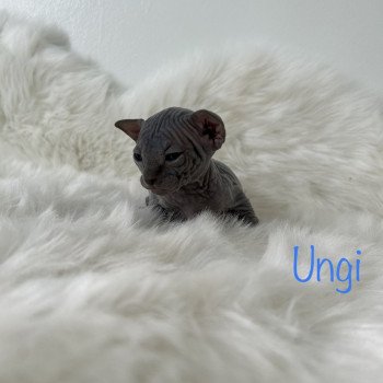 chaton Sphynx blue Ungi Chatterie de l'amore di sphynx