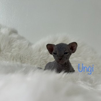 chaton Sphynx blue Ungi Chatterie de l'amore di sphynx