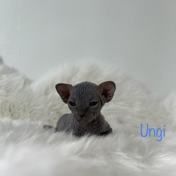 chaton Sphynx blue Ungi Chatterie de l'amore di sphynx