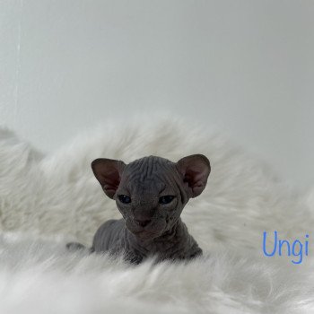 chaton Sphynx blue Ungi Chatterie de l'amore di sphynx