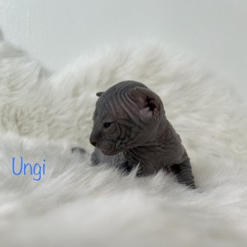 chaton Sphynx blue Ungi Chatterie de l'amore di sphynx