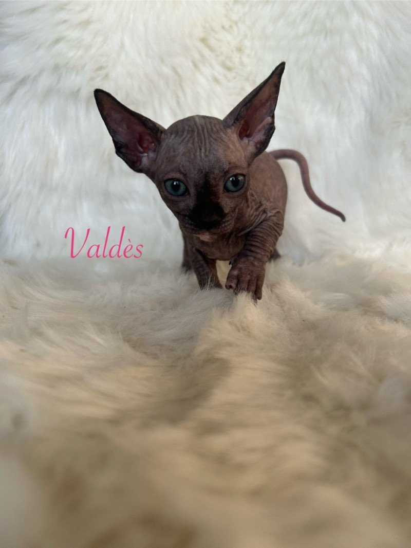 Valdès de l'amore di sphynx L'amore di sphynx Femelle Sphynx