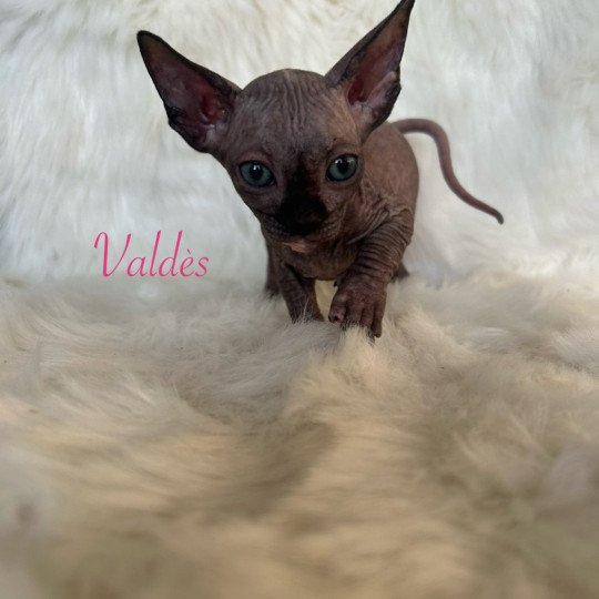 Valdès de l'amore di sphynx L'amore di sphynx Femelle Sphynx