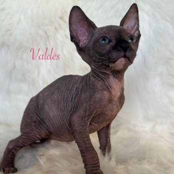 chaton Sphynx black tortie Valdès de l'amore di sphynx Chatterie de l'amore di sphynx