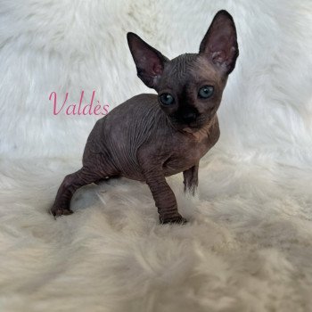 chaton Sphynx black tortie Valdès de l'amore di sphynx Chatterie de l'amore di sphynx