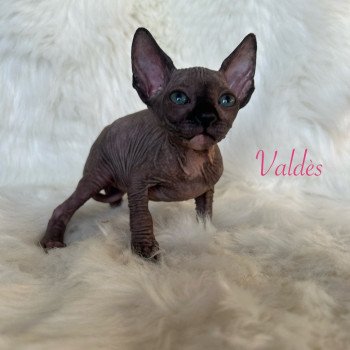 chaton Sphynx black tortie Valdès de l'amore di sphynx Chatterie de l'amore di sphynx