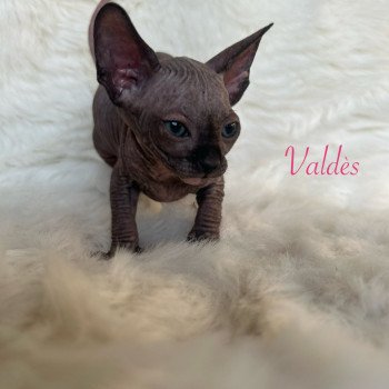 chaton Sphynx black tortie Valdès de l'amore di sphynx Chatterie de l'amore di sphynx