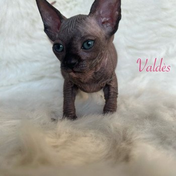 chaton Sphynx black tortie Valdès de l'amore di sphynx Chatterie de l'amore di sphynx