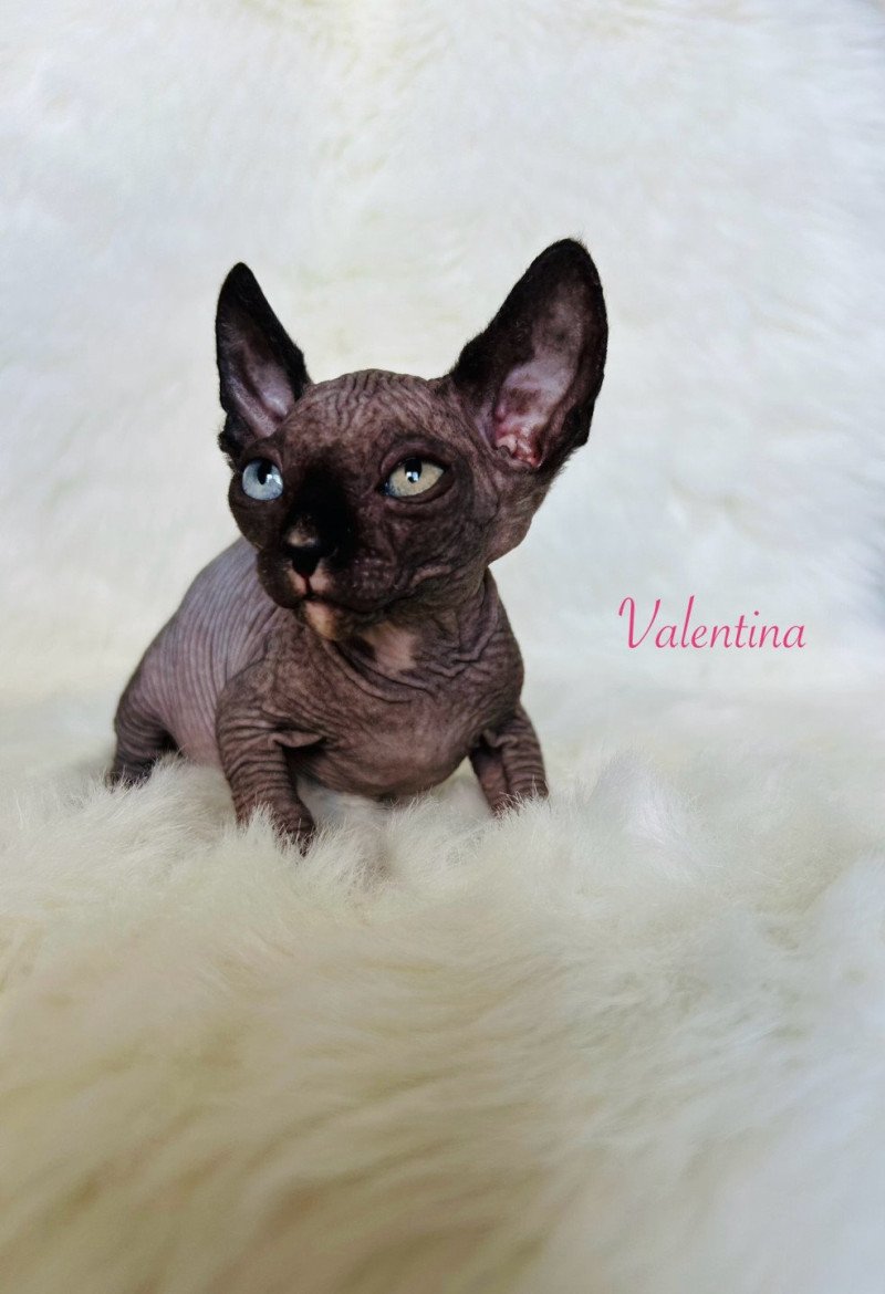 Valentina L'amore di sphynx Femelle Sphynx