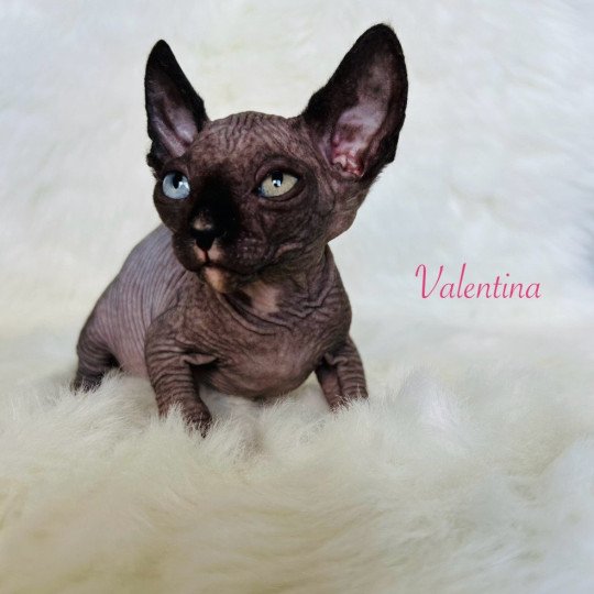 Valentina L'amore di sphynx Femelle Sphynx