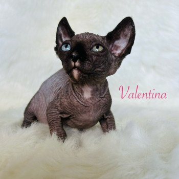chaton Sphynx black bicolor Valentina Chatterie de l'amore di sphynx