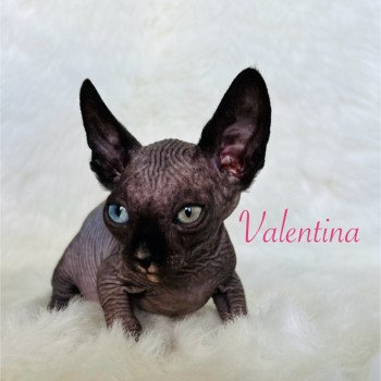 chaton Sphynx black bicolor Valentina Chatterie de l'amore di sphynx