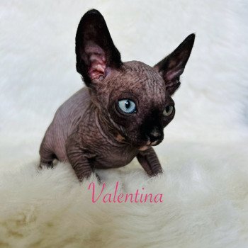 chaton Sphynx black bicolor Valentina Chatterie de l'amore di sphynx