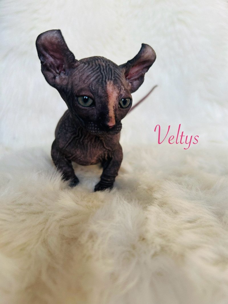 Veltys L'amore di sphynx Femelle Sphynx