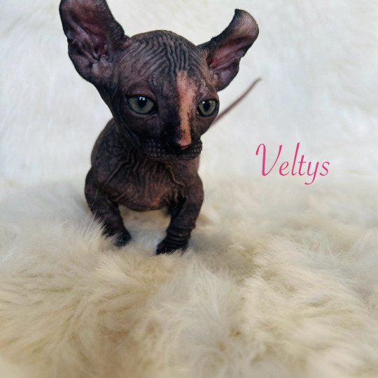 Veltys L'amore di sphynx Femelle Sphynx