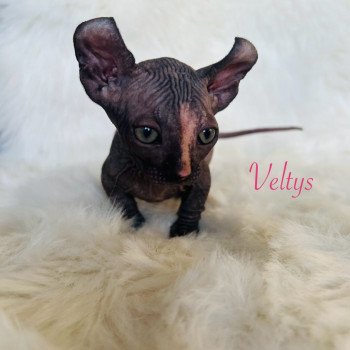 chaton Sphynx black tortie Veltys Chatterie de l'amore di sphynx