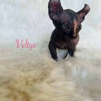 chaton Sphynx black tortie Veltys Chatterie de l'amore di sphynx