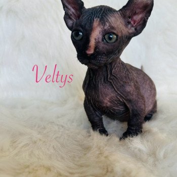 chaton Sphynx black tortie Veltys Chatterie de l'amore di sphynx