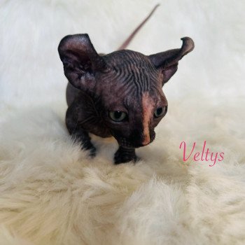 chaton Sphynx black tortie Veltys Chatterie de l'amore di sphynx