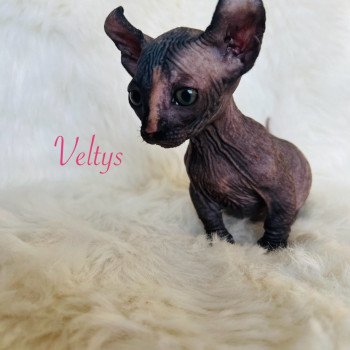 chaton Sphynx black tortie Veltys Chatterie de l'amore di sphynx