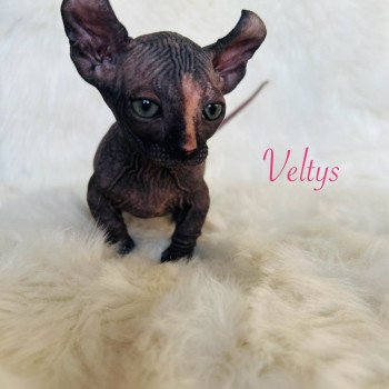 chaton Sphynx black tortie Veltys Chatterie de l'amore di sphynx