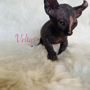 chaton Sphynx black tortie Veltys Chatterie de l'amore di sphynx
