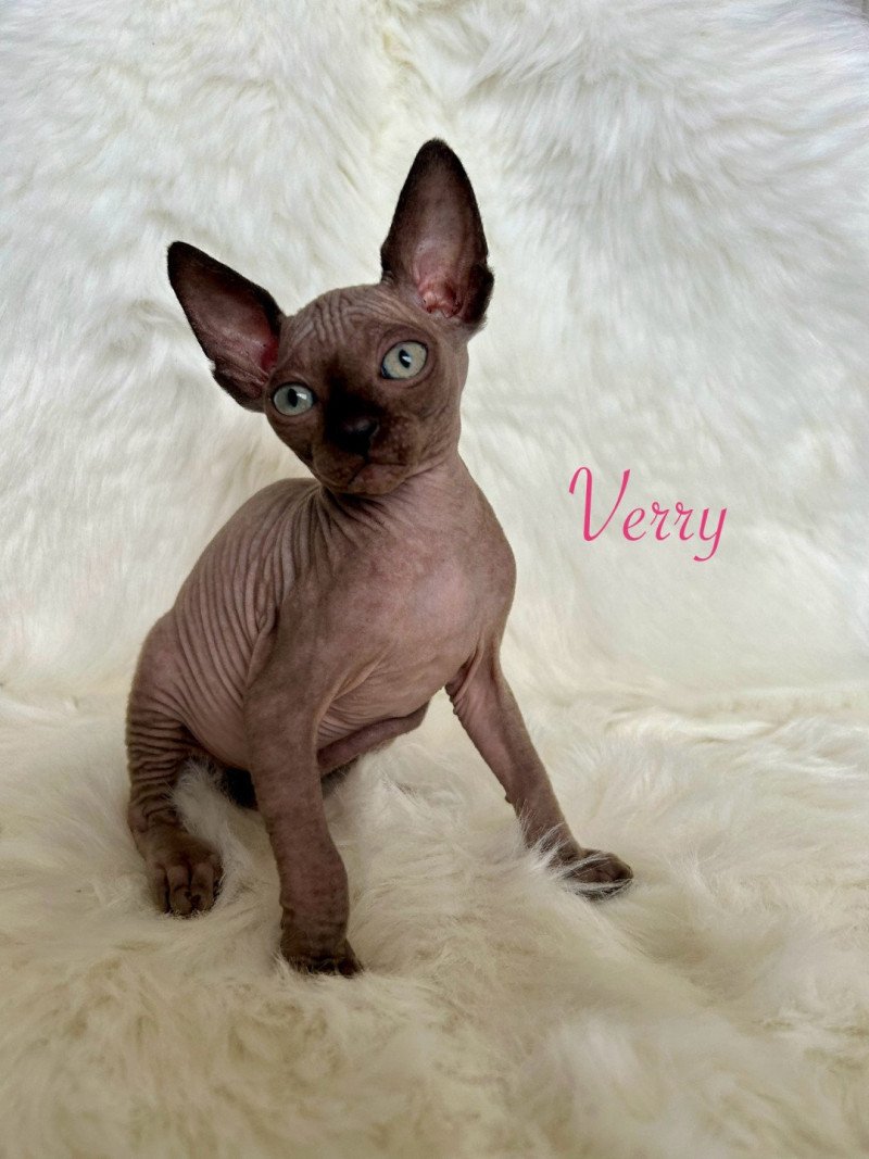 Verry de l’amore di sphynx L'amore di sphynx Femelle Sphynx