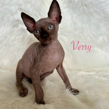 chaton Sphynx chocolate Verry de l’amore di sphynx Chatterie de l'amore di sphynx