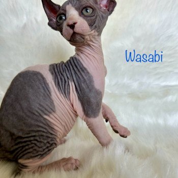 chaton Sphynx chocolate Verry de l’amore di sphynx Chatterie de l'amore di sphynx