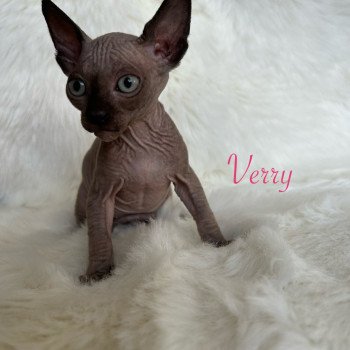 chaton Sphynx chocolate Verry de l’amore di sphynx Chatterie de l'amore di sphynx