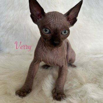 chaton Sphynx chocolate Verry de l’amore di sphynx Chatterie de l'amore di sphynx