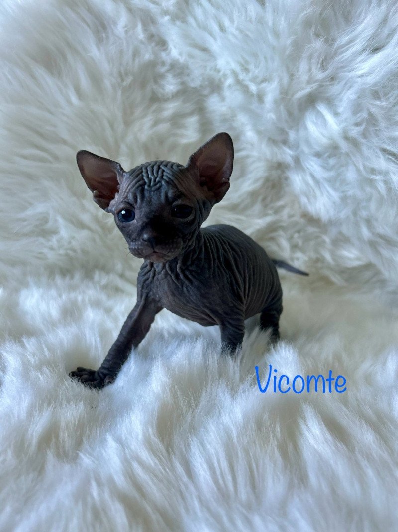 vicomte de l'amore di sphynx L'amore di sphynx Mâle Sphynx