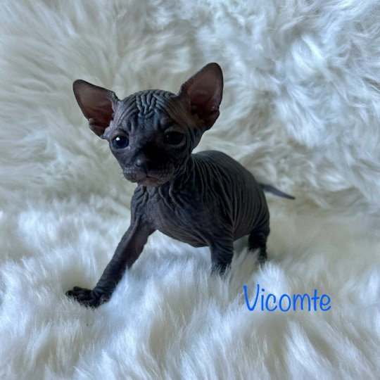 vicomte de l'amore di sphynx L'amore di sphynx Mâle Sphynx