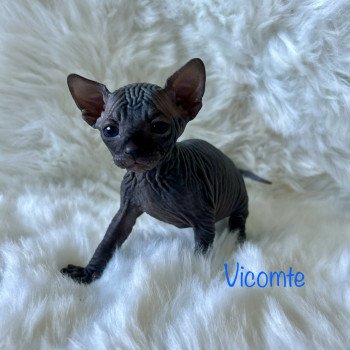 chaton Sphynx black vicomte de l'amore di sphynx Chatterie de l'amore di sphynx