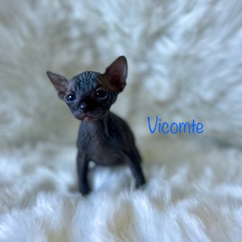chaton Sphynx black vicomte de l'amore di sphynx Chatterie de l'amore di sphynx