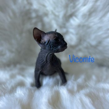 chaton Sphynx black vicomte de l'amore di sphynx Chatterie de l'amore di sphynx