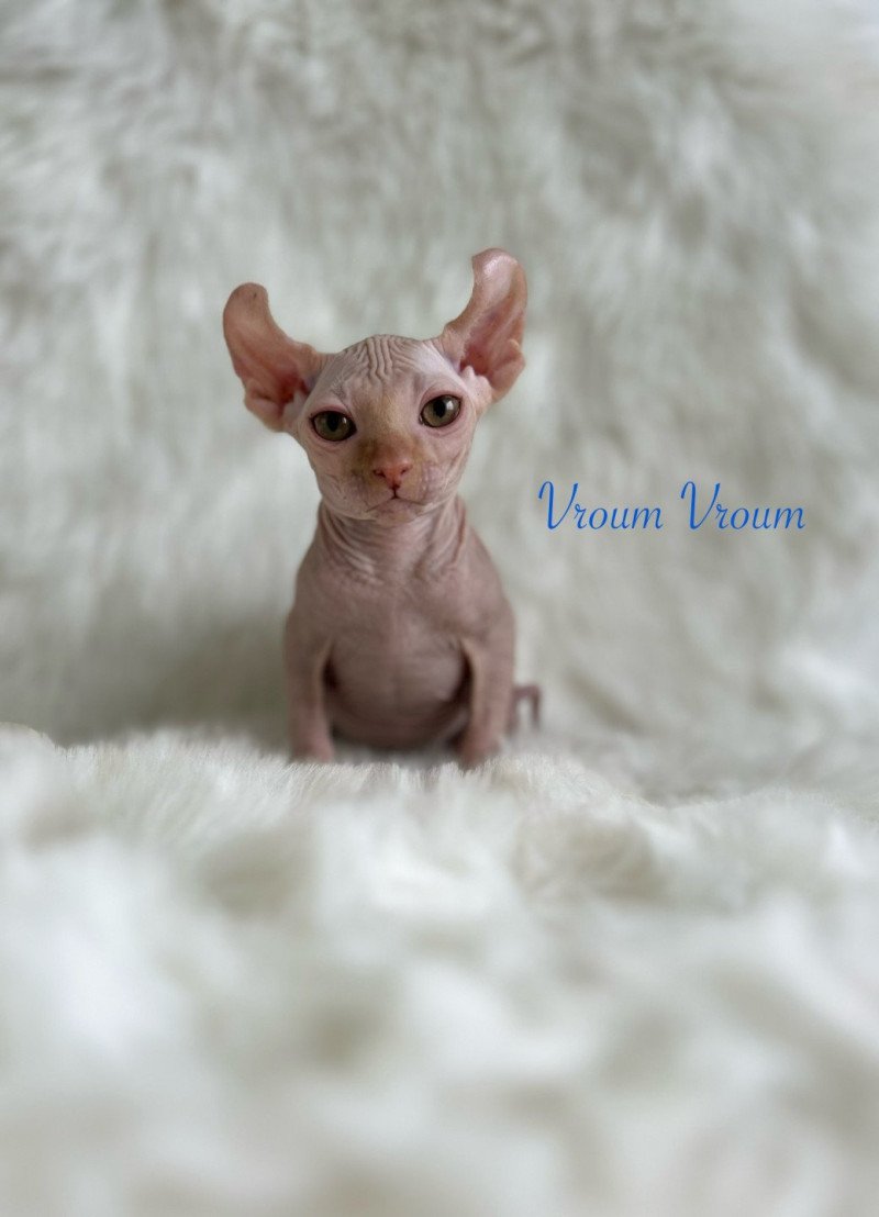 Vroum L'amore di sphynx Mâle Sphynx